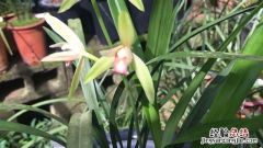 兰花和野生兰花的区别图片 兰花和野生兰花的区别