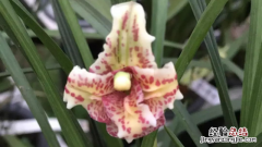 刚买的兰花怎么栽培 刚买兰花怎么栽培