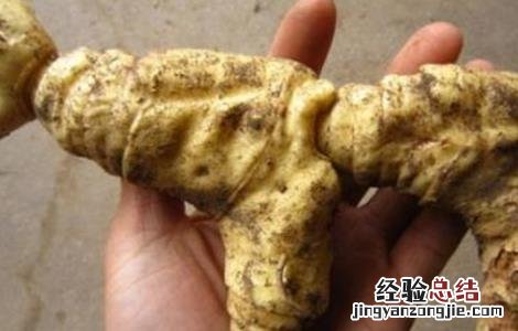 黄精的功效与作用的功能 黄精的功效与作用