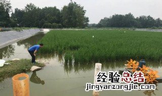 虾塘过磷酸钙用量 过磷酸钙一亩虾塘用多少斤