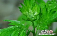 艾草的功效与作用艾草泡脚的好处 艾草的功效与作用