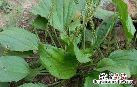 车前草功效与作用 车前草功效与作用点的功效