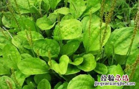 车前草功效与作用 车前草功效与作用点的功效