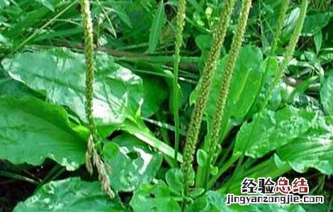 车前草功效与作用 车前草功效与作用点的功效
