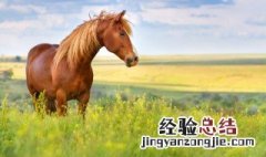 古代的战马打仗时必须吃干草吗 古代马吃什么草