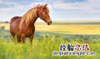 古代的战马打仗时必须吃干草吗 古代马吃什么草