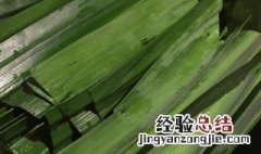 斑斓叶功效和作用 斑斓叶的功效和作用是什么