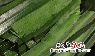 斑斓叶功效和作用 斑斓叶的功效和作用是什么