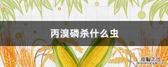 丙溴磷能杀什么虫 丙溴磷杀什么虫