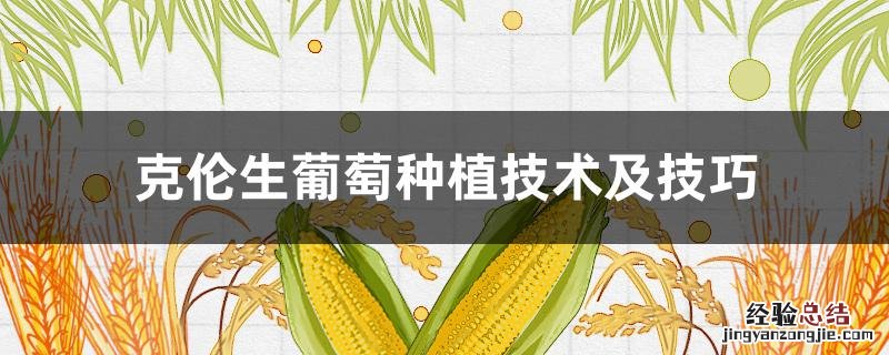 克伦生葡萄种植技术及技巧视频 克伦生葡萄种植技术及技巧