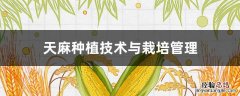 天麻种植技术与栽培管理方案 天麻种植技术与栽培管理