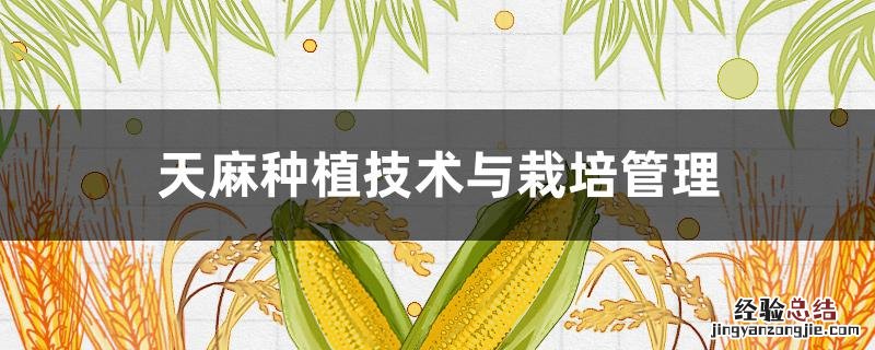 天麻种植技术与栽培管理方案 天麻种植技术与栽培管理
