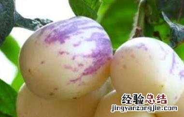 香瓜茄和人参果的区别 香瓜茄和人参果的区别是什么