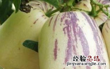 香瓜茄和人参果的区别 香瓜茄和人参果的区别是什么