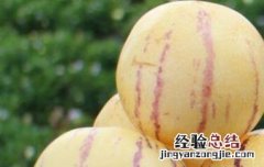 香瓜茄怎么吃 香瓜茄怎么吃要削皮吗