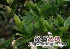 栀子花的养殖方法 栀子花的养殖方法 盆栽 家庭