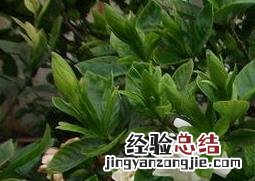 栀子花的养殖方法 栀子花的养殖方法 盆栽 家庭