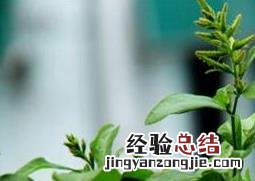 蓝雪花怎么养 蓝雪花怎么养,好养吗?