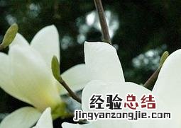 广玉兰花如何养殖 广玉兰养殖方法和注意事项