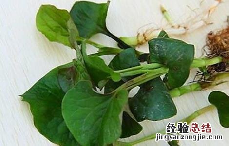 鱼腥草的功效与作用以及禁忌症 鱼腥草的功效与作用以及禁忌