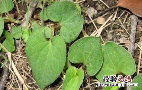 鱼腥草的功效与作用以及禁忌症 鱼腥草的功效与作用以及禁忌
