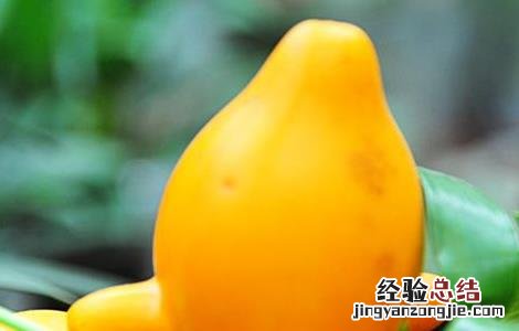 黄金果的功效与作用 新西兰黄金果的功效与作用