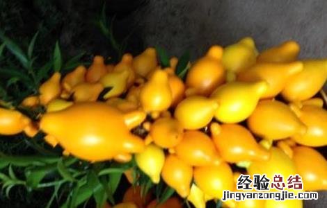 黄金果的功效与作用 新西兰黄金果的功效与作用