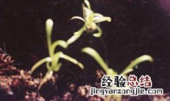 满天星发芽后怎么就不怎么生长了 满天星发芽后倒了是什么原因
