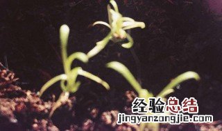 满天星发芽后怎么就不怎么生长了 满天星发芽后倒了是什么原因