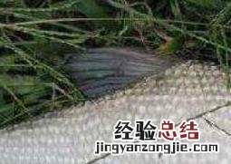 武昌鱼和鳊鱼的区别视频 武昌鱼和鳊鱼的区别