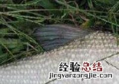 武昌鱼和鳊鱼的区别视频 武昌鱼和鳊鱼的区别