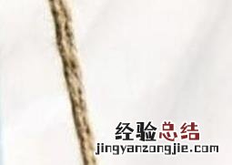 千佛手多肉怎么养才好看 千佛手多肉怎么养