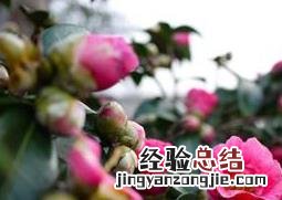 茶花如何养殖和注意事项 茶花如何养殖