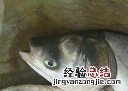 白鲢和花鲢的区别哪个好吃 白鲢和花鲢的区别