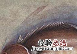 比目鱼和多宝鱼的区别图片 比目鱼和多宝鱼的区别