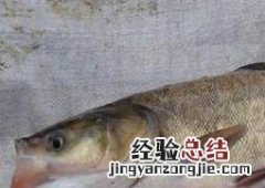鳙鱼和鲢鱼的区别 鳙鱼和鲢鱼的区别图片