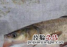 鳙鱼和鲢鱼的区别 鳙鱼和鲢鱼的区别图片