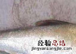 鳙鱼和鲢鱼的区别 鳙鱼和鲢鱼的区别图片
