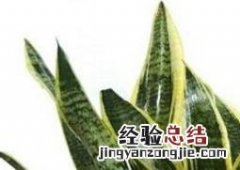 金边虎皮兰如何养殖 金边虎皮兰如何养殖