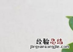 碧玉兰怎么养 如何养好碧玉兰