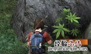 明日之后黄麻杆怎么采集 明日之后黄麻杆怎么采