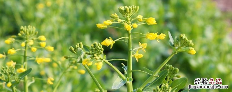 作物群体内的光照分为几部分 同种植物在不同光照条件下,生长情况