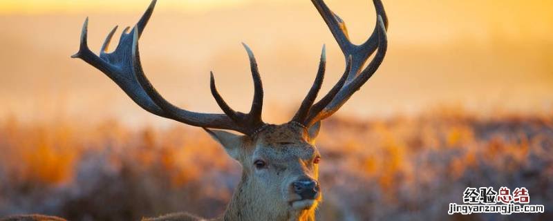 圣诞老人的鹿是麋鹿吗 圣诞节是麋鹿还是驯鹿