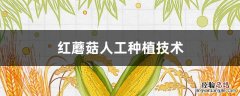 红蘑菇种植技术哪里学 红蘑菇人工种植技术