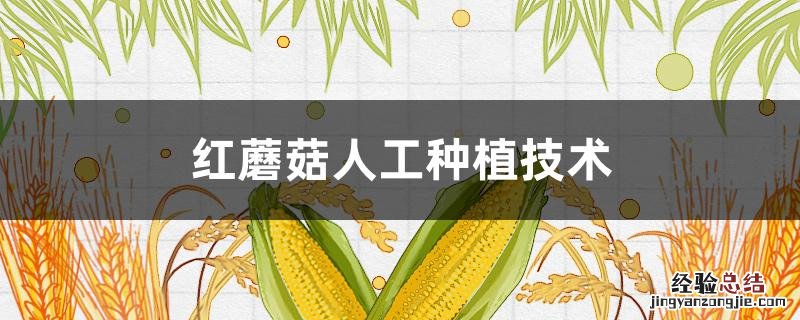 红蘑菇种植技术哪里学 红蘑菇人工种植技术