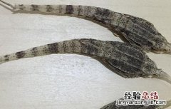 中药海燕的功效与作用 海燕的功效与作用