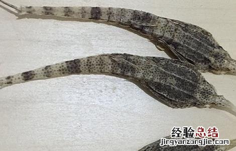 中药海燕的功效与作用 海燕的功效与作用