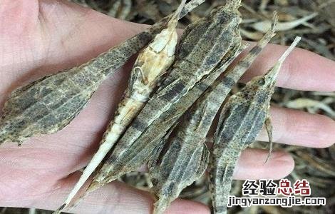 中药海燕的功效与作用 海燕的功效与作用
