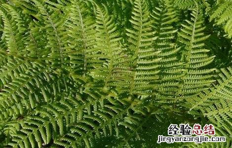 贯众的功效与作用 贯众的功效与作用及禁忌