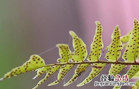 贯众的功效与作用 贯众的功效与作用及禁忌